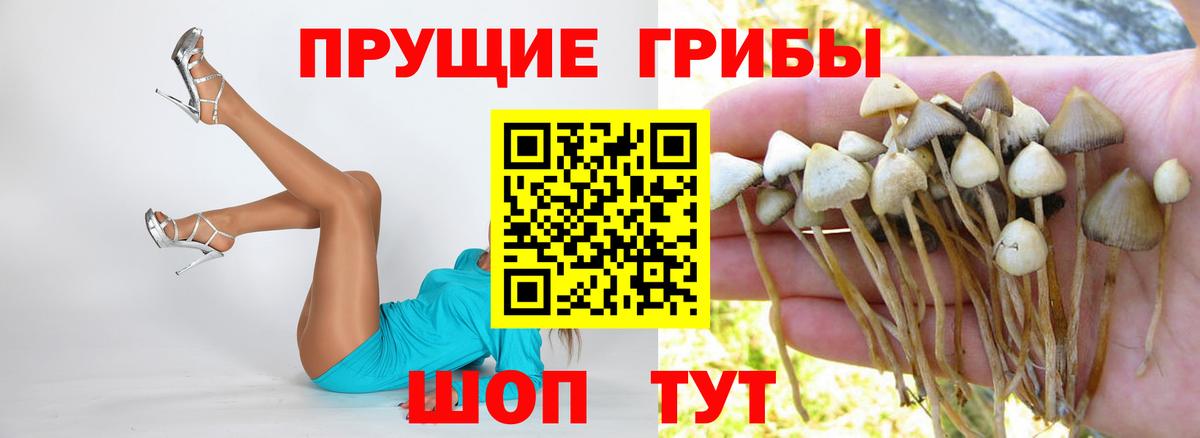 Галлюциногенные грибы Magic Shrooms  Вход с VPN  Тосно  Псилоцибиновые грибы Cubensis 
